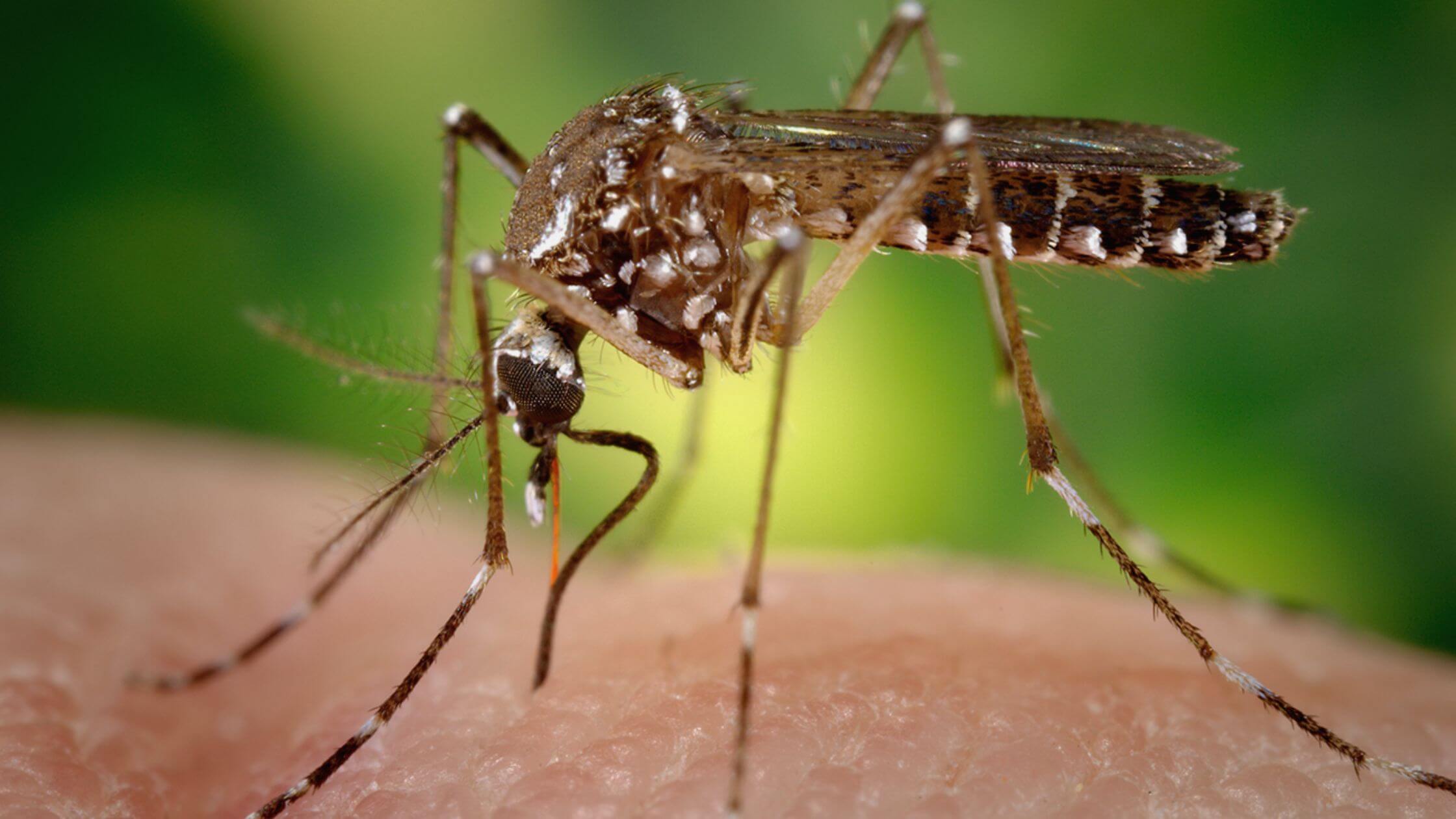 A New York Scientist Finds Mosquitoes Have Many Ways To Sniff You Out
