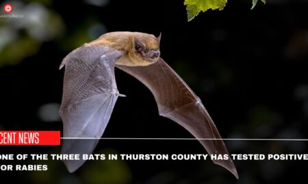  One Of The Three Bats In Thurston County Has Tested Positive For Rabies