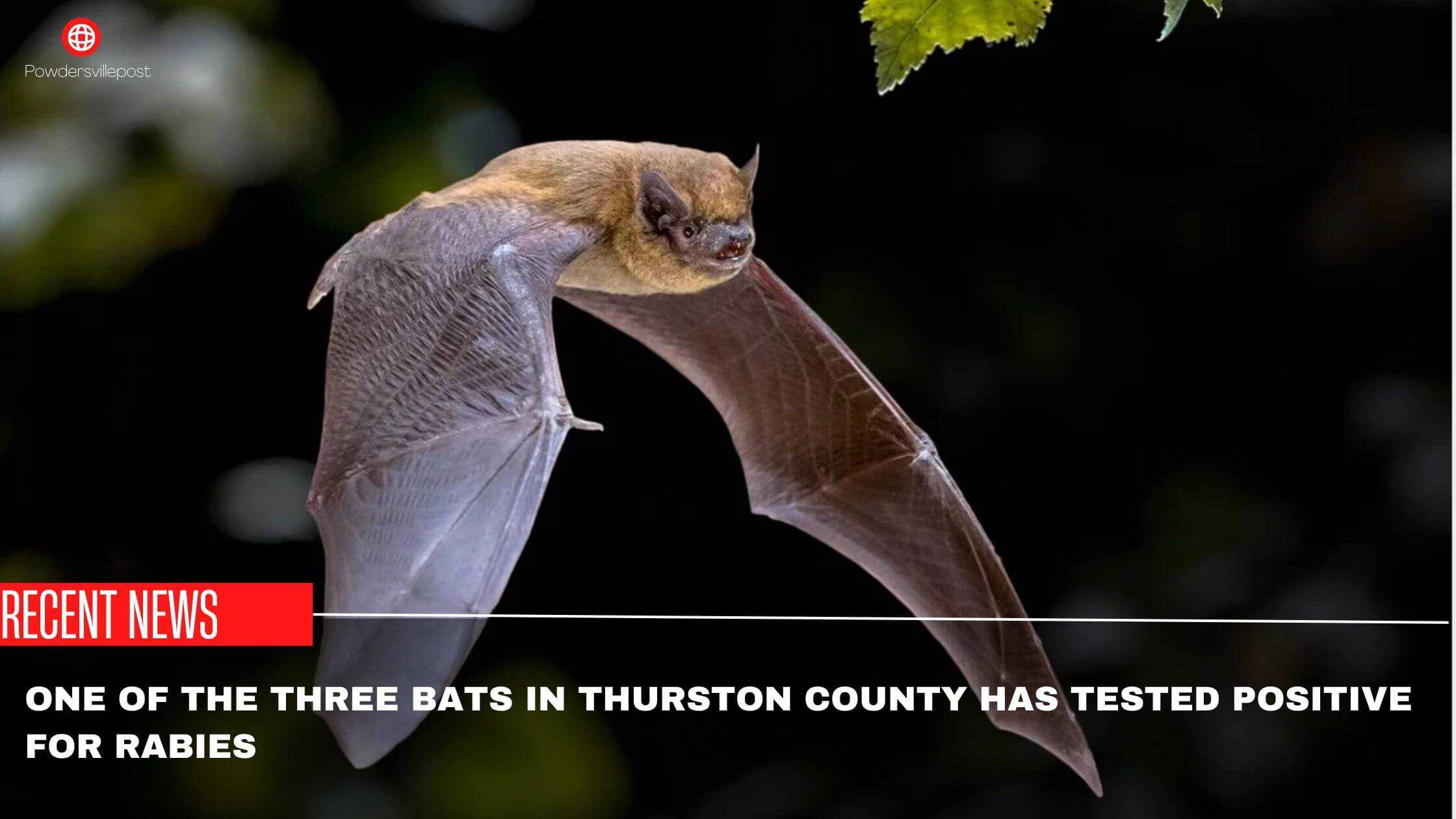  One Of The Three Bats In Thurston County Has Tested Positive For Rabies