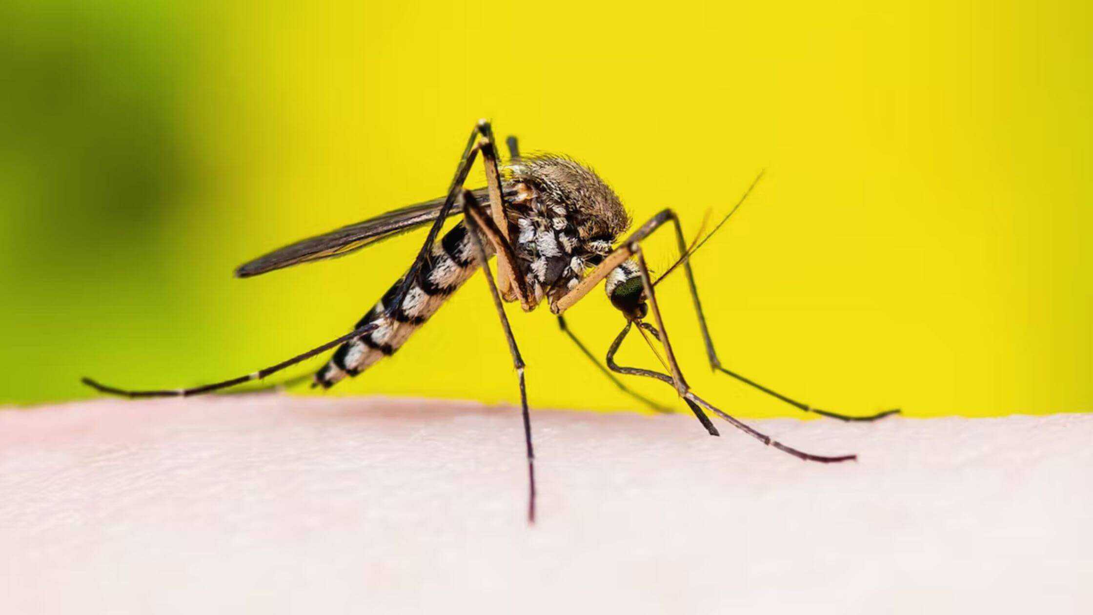How A Genetically Engineered Whole-Parasite Vaccine Can Protect You From Malaria?