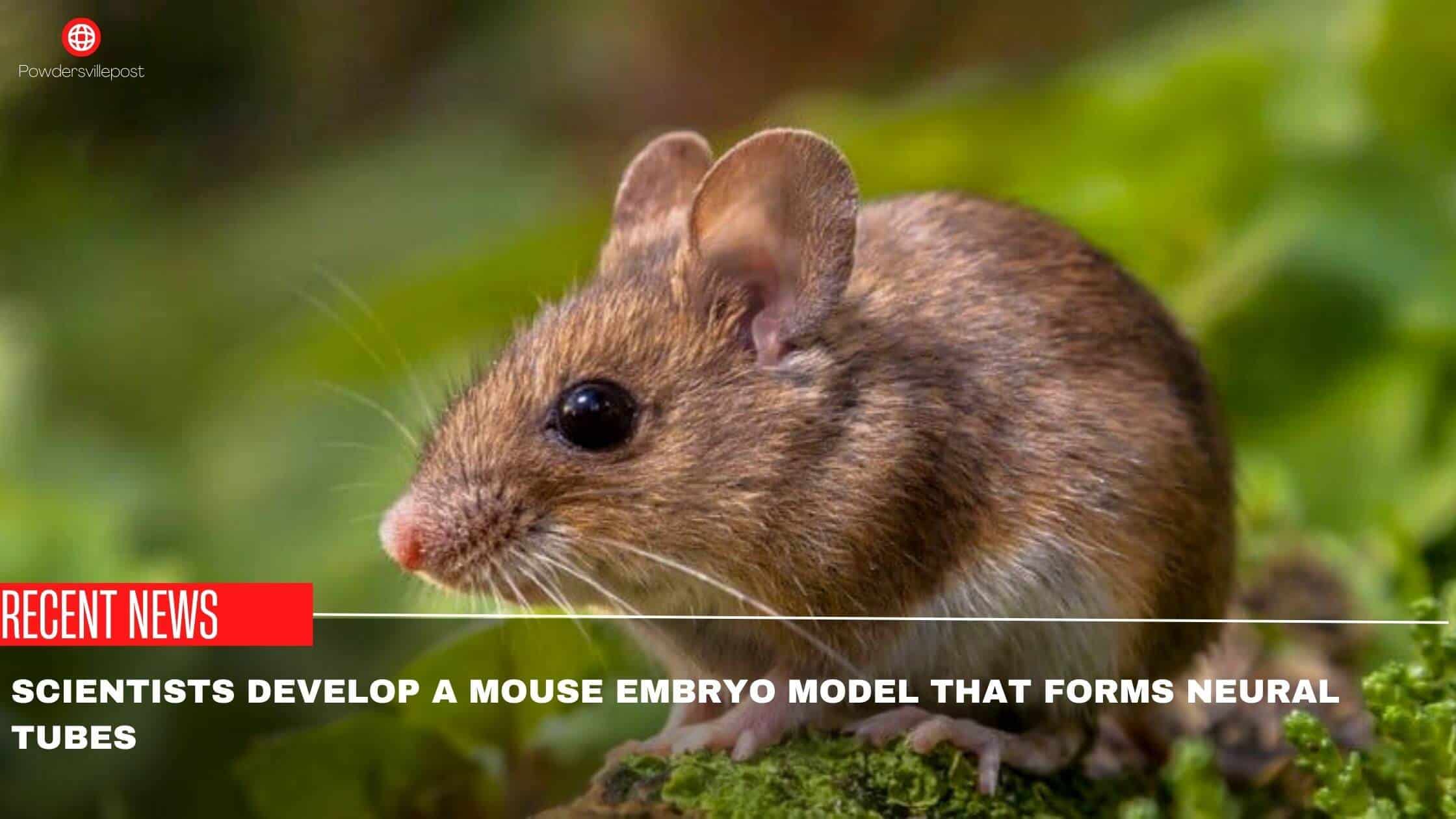 Scientists Develop A Mouse Embryo Model That Forms Neural Tubes