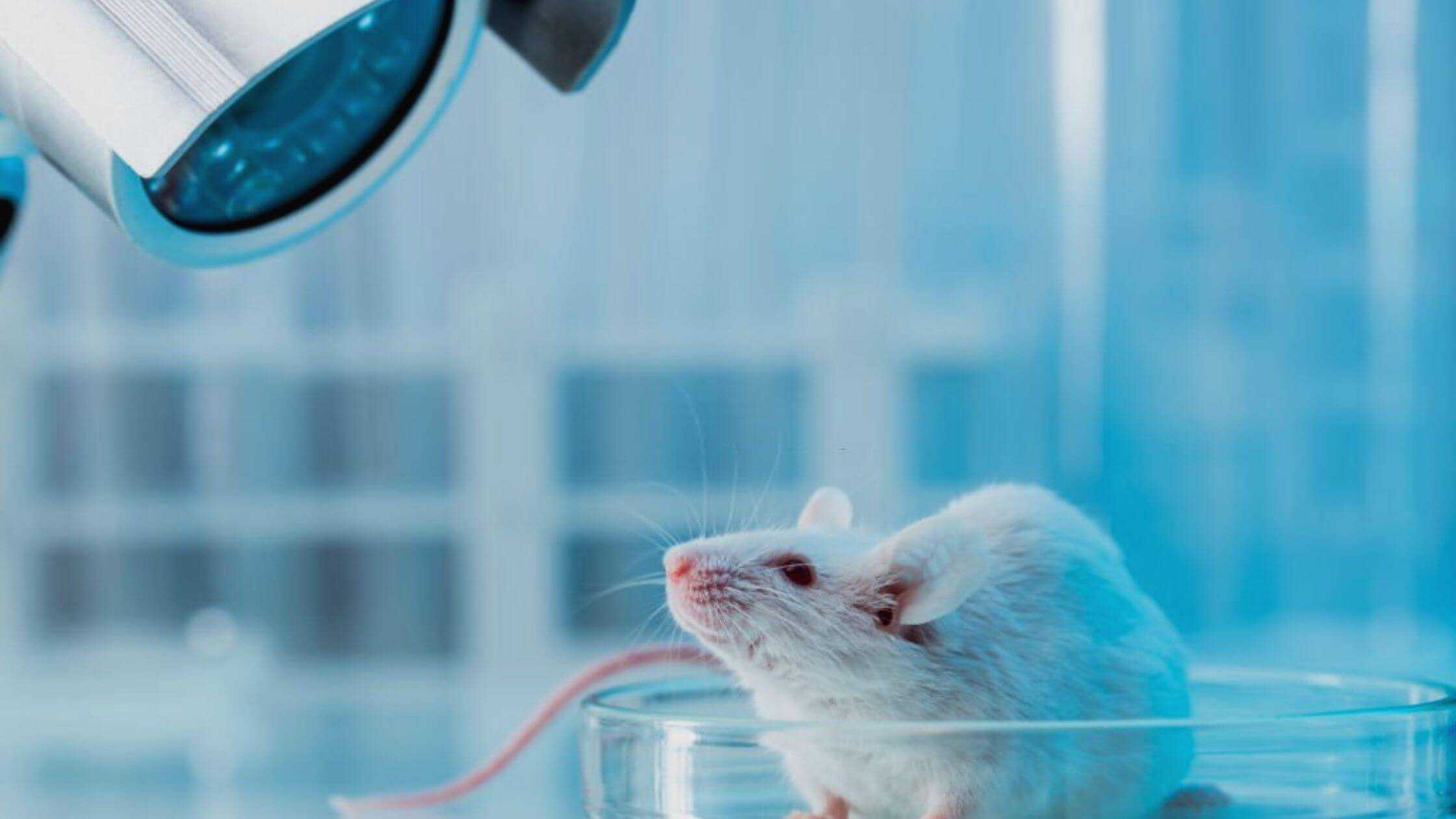 Identification Of Regenerative Cells In Mouse CNS-What Study Says?
