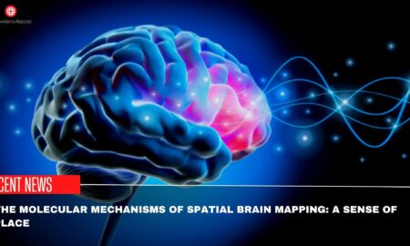The Molecular Mechanisms Of Spatial Brain Mapping A Sense Of Place