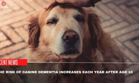 The Risk Of Canine Dementia Increases Each Year After Age 10
