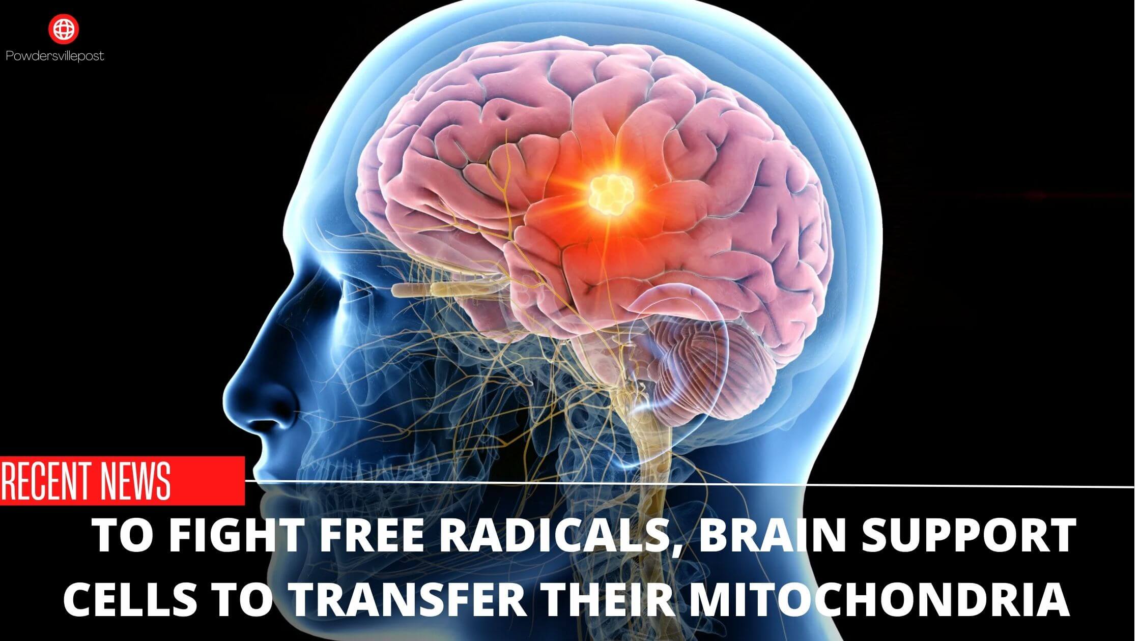 To Fight Free Radicals, Brain Support Cells To Transfer Their Mitochondria