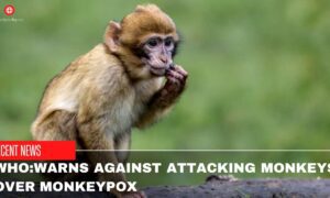 WHO Warns Against Attacking Monkeys Over Monkeypox