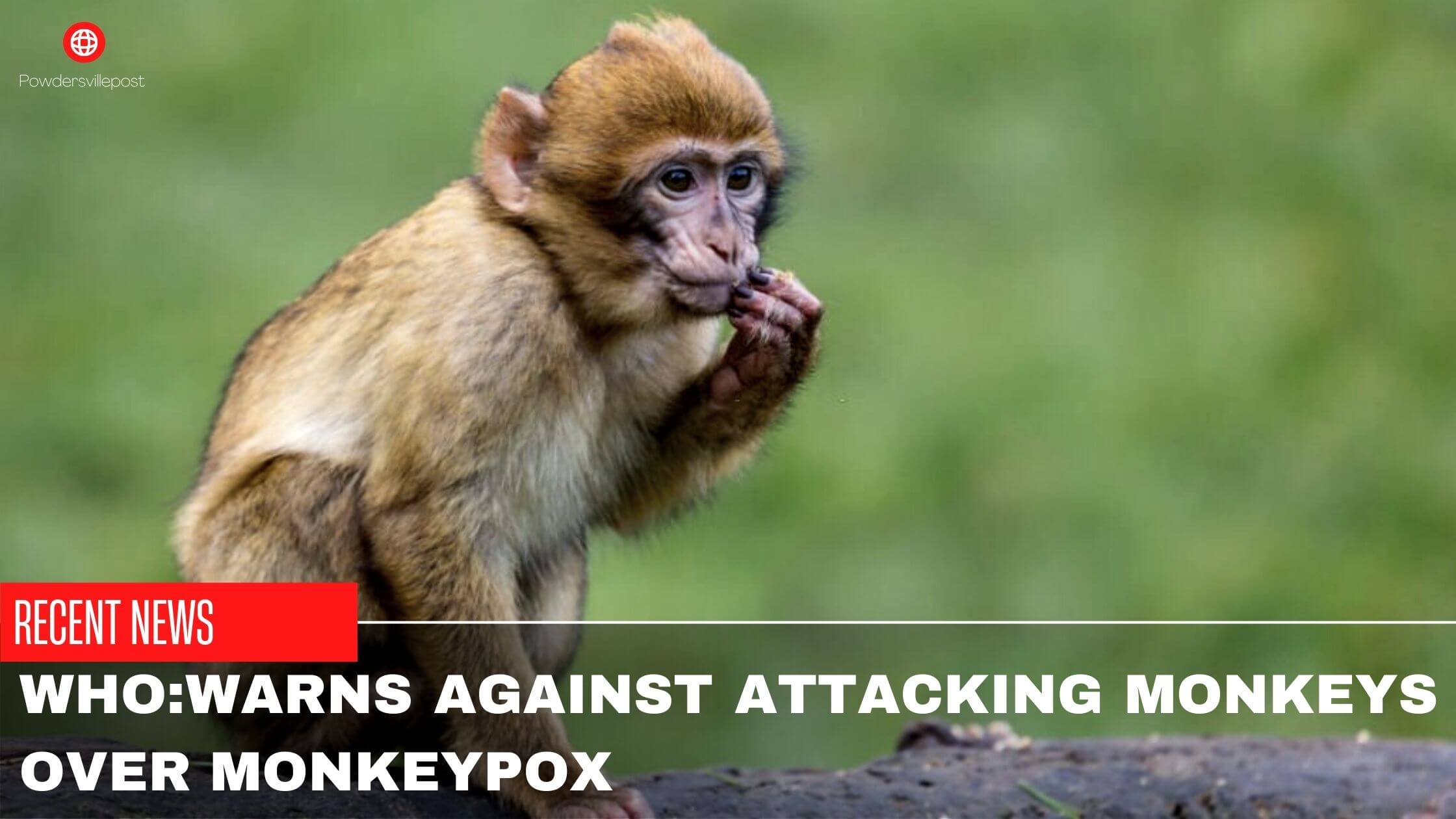 WHO Warns Against Attacking Monkeys Over Monkeypox