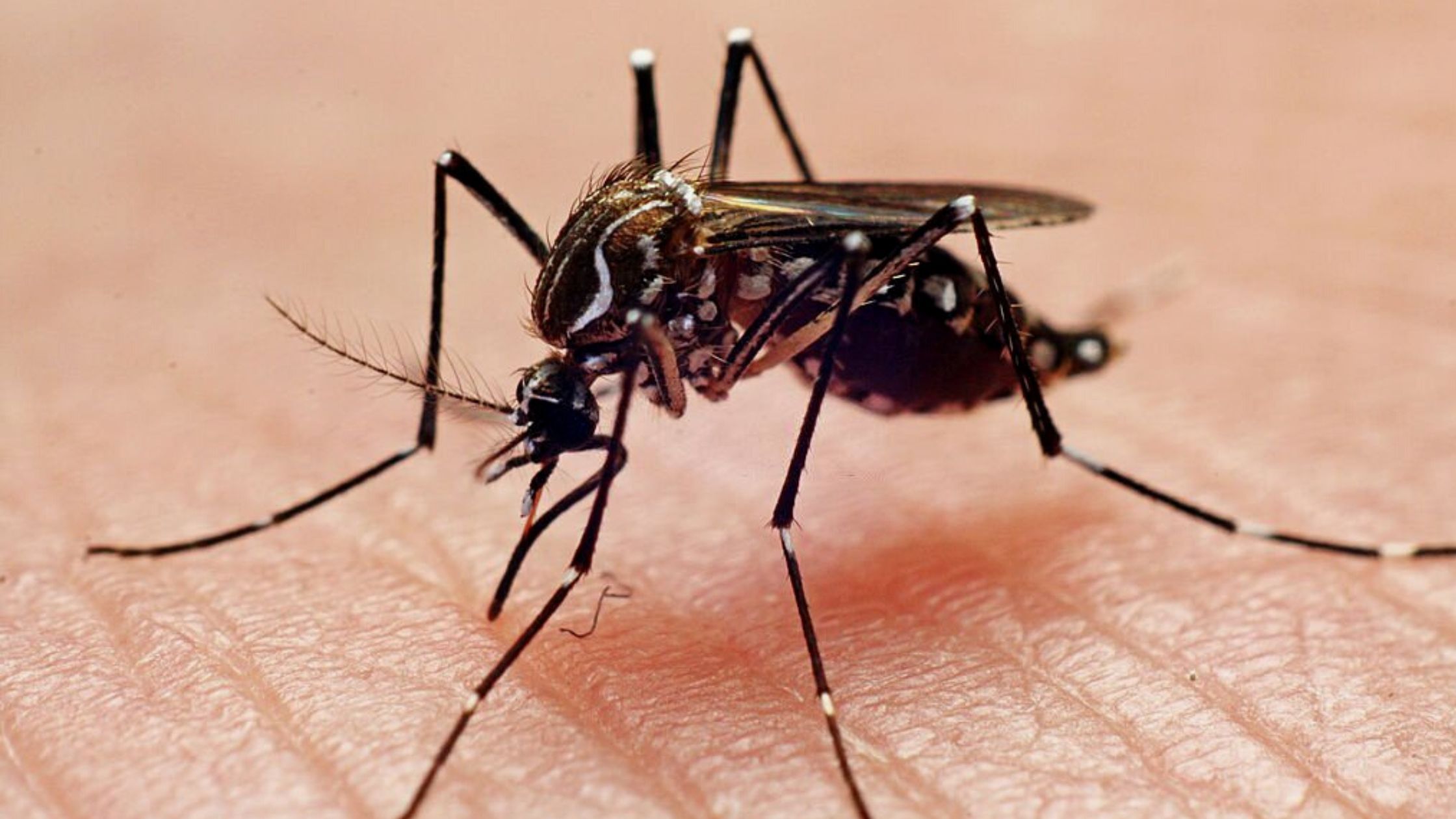 West Nile Virus First Human Case Reported In Solano County How