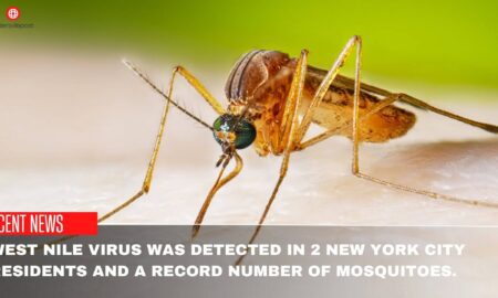 West Nile Virus Was Detected In 2 New York City Residents And A Record Number Of Mosquitoes.