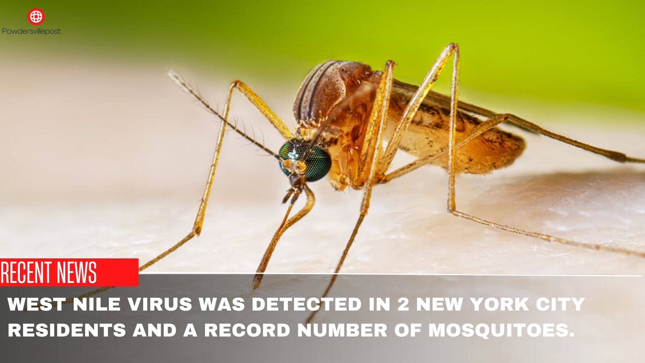 West Nile Virus Was Detected In 2 New York City Residents And A Record Number Of Mosquitoes.