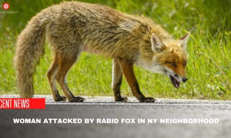 Woman Attacked By Rabid Fox In NY Neighborhood