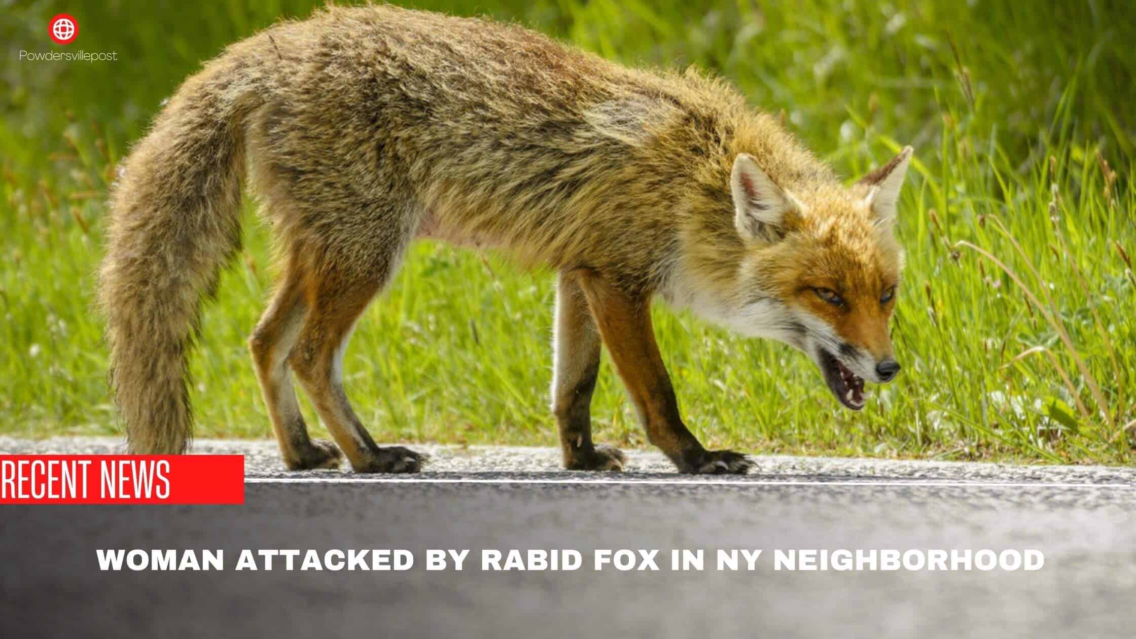 Woman Attacked By Rabid Fox In NY Neighborhood