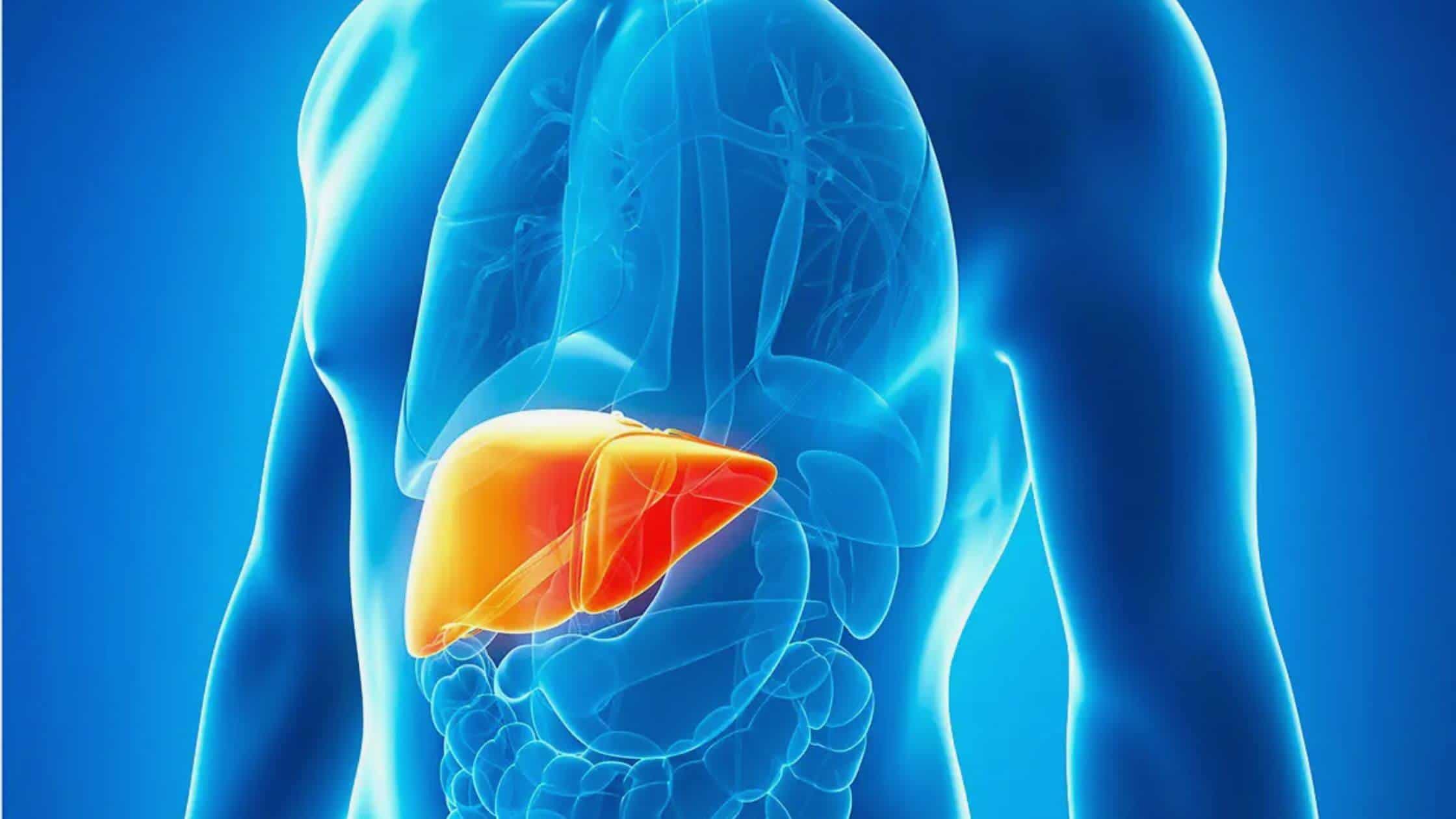 A Vital Component Of Liver Health In Old Age!
