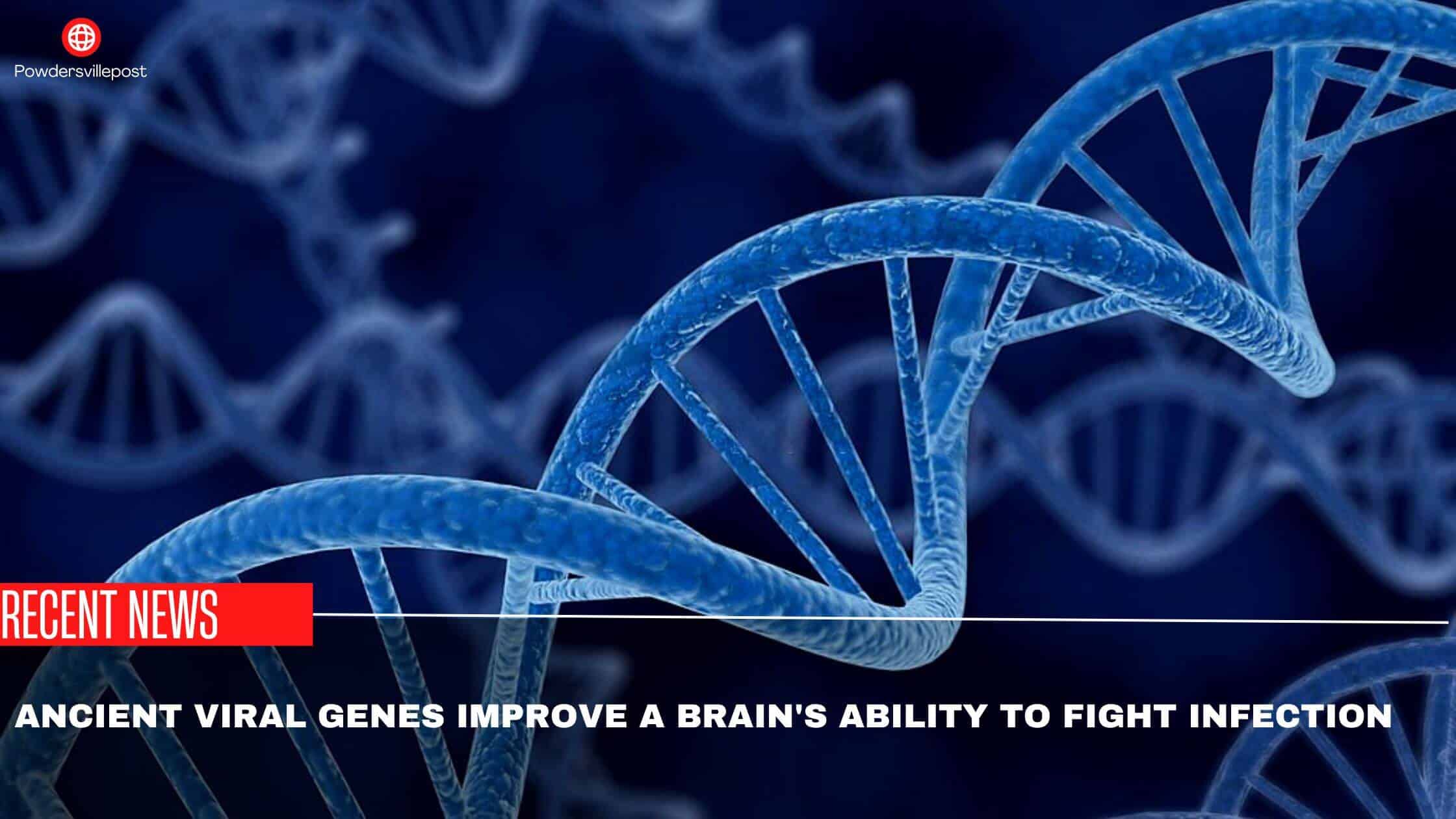 Ancient Viral Genes Improve A Brain's Ability To Fight Infection- Study