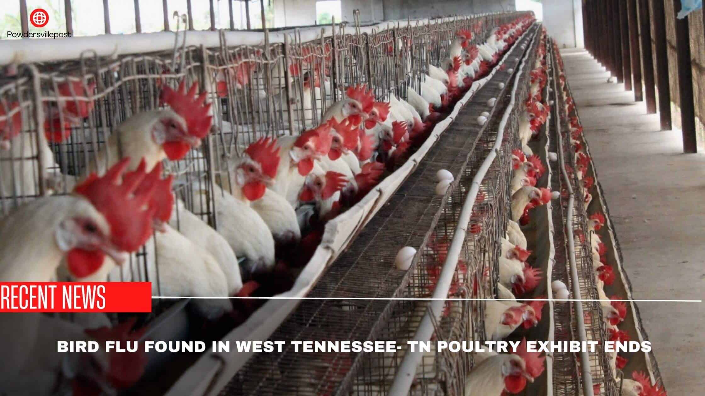 Bird Flu Found In West Tennessee- TN Poultry Exhibit Ends