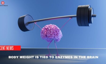 Body Weight Is Tied To Enzymes In The Brain- Study