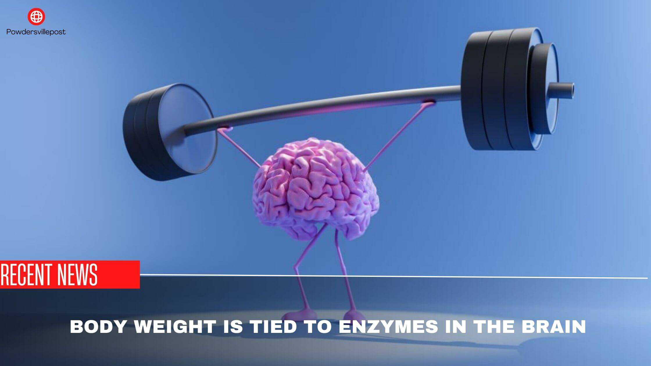 Body Weight Is Tied To Enzymes In The Brain- Study