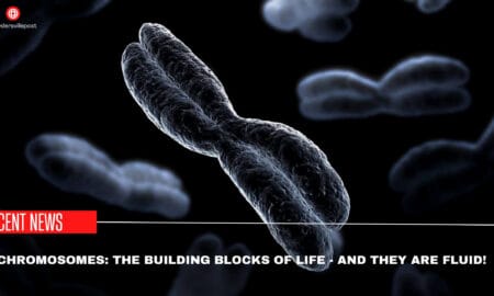 Chromosomes The Building Blocks Of Life - And They are Fluid!
