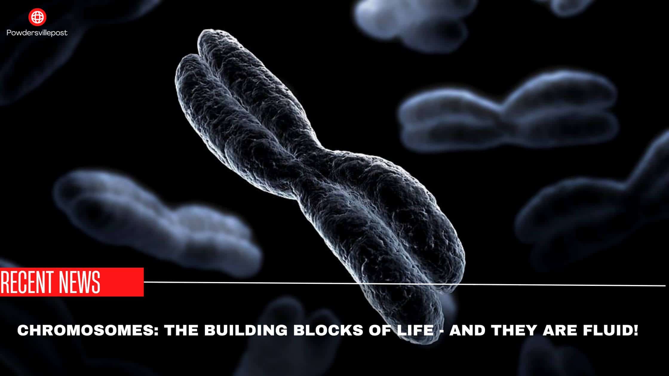 Chromosomes The Building Blocks Of Life - And They are Fluid!