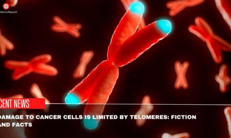 Damage To Cancer Cells Is Limited By Telomeres Fiction And Facts