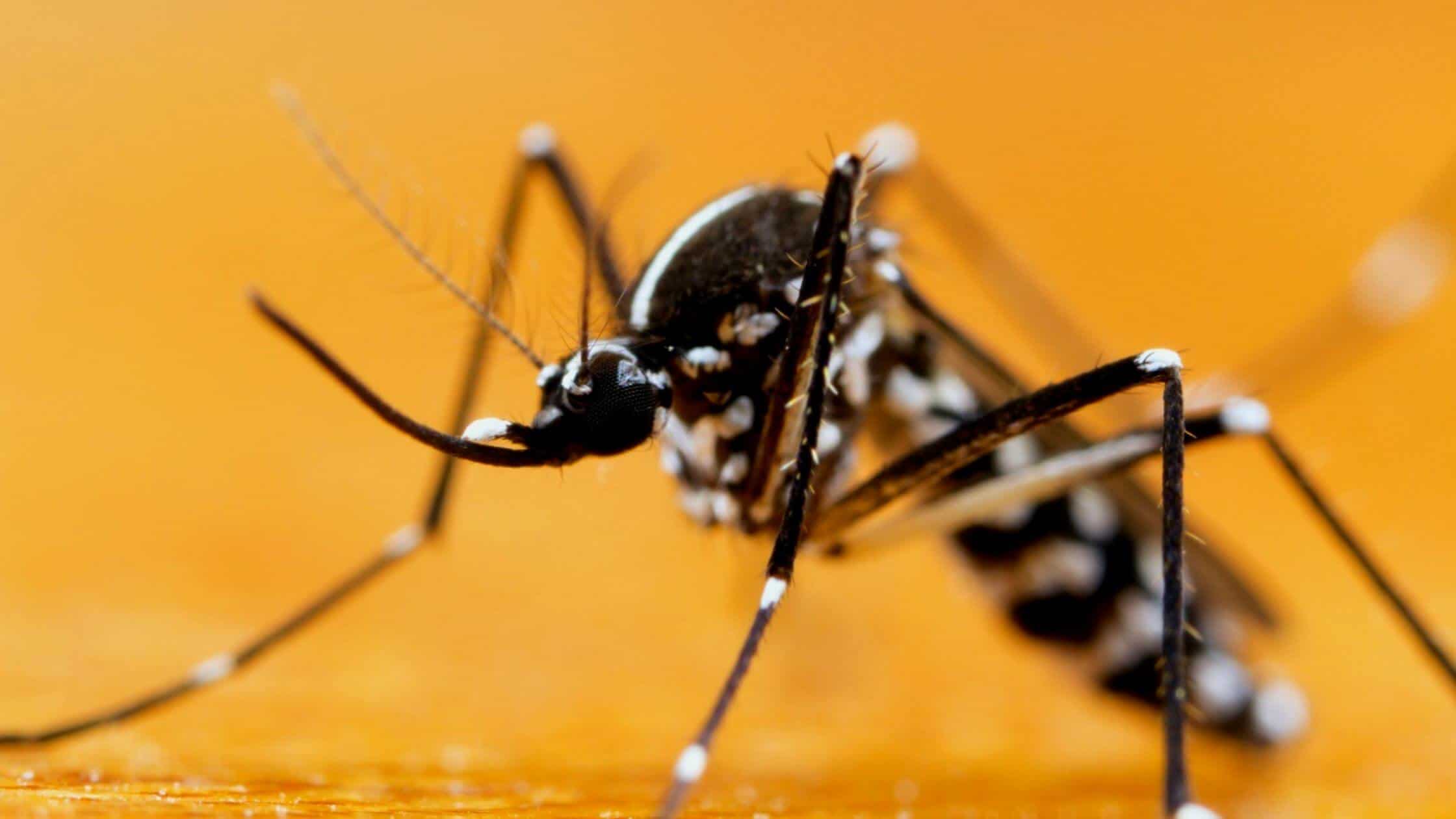 Pasadenans Are Working To Prevent West Nile Virus Infections