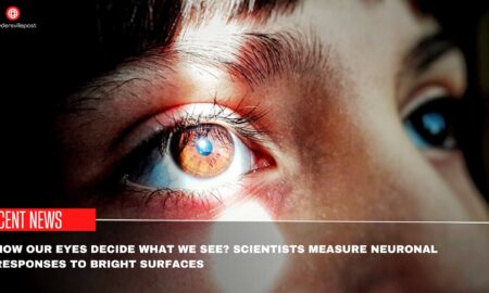 How Our Eyes Decide What We See Scientists Measure Neuronal Responses To Bright Surfaces