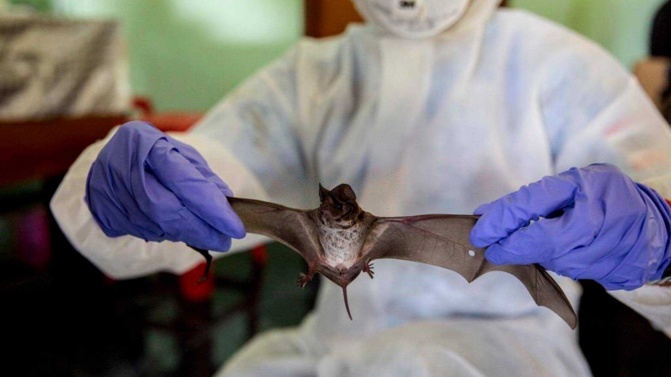 Humans Could Be Exposed To A New Covid-like Virus Found In Bats