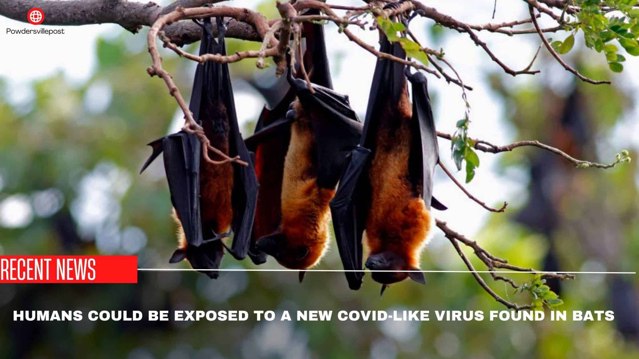 Humans Could Be Exposed To A New Covid-like Virus Found In Bats