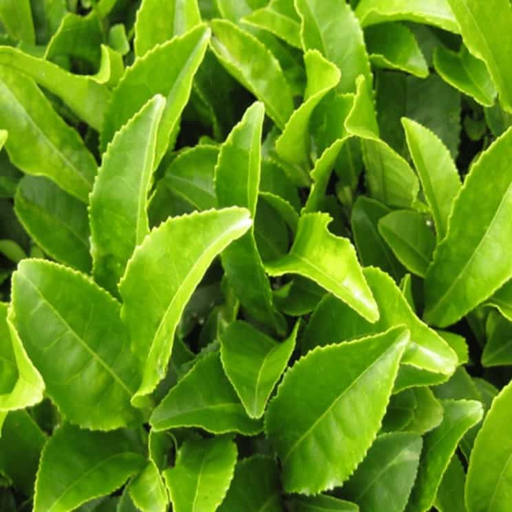 Ignite Drops Ingredient Green Tea Leaf Extract