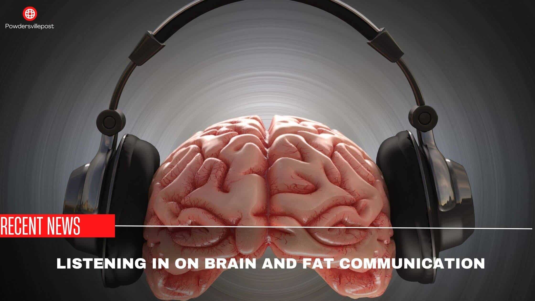 Listening In On Brain And Fat Communication