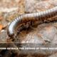 This Armored Worm Reveals The Origins Of Three Distinct Animal Groups