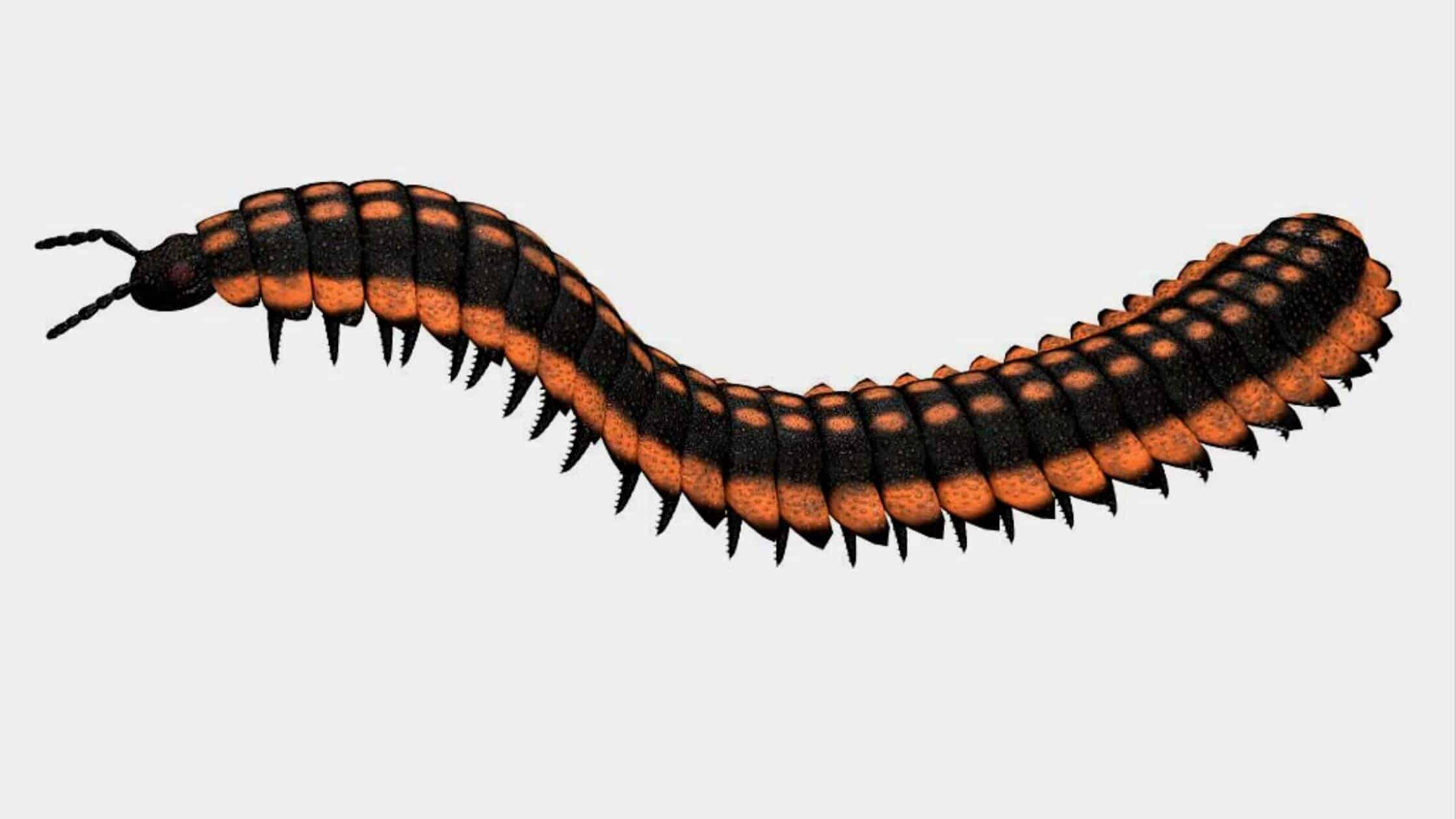 This Armored Worm Reveals The Origins Of Three Distinct Animal Groups