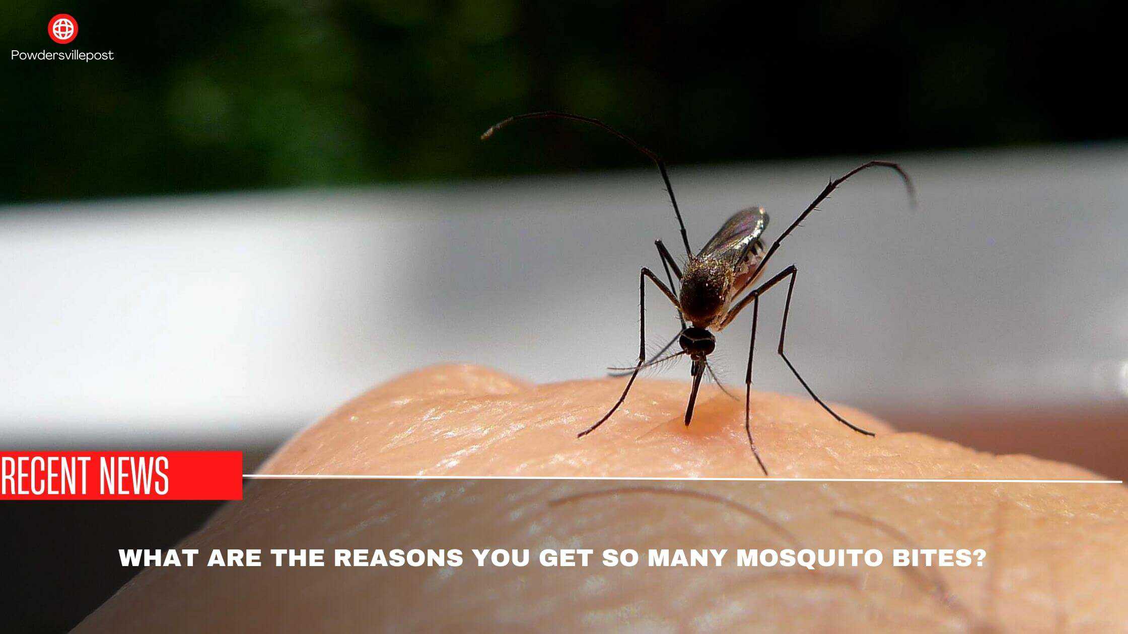 What Are The Reasons You Get So Many Mosquito Bites