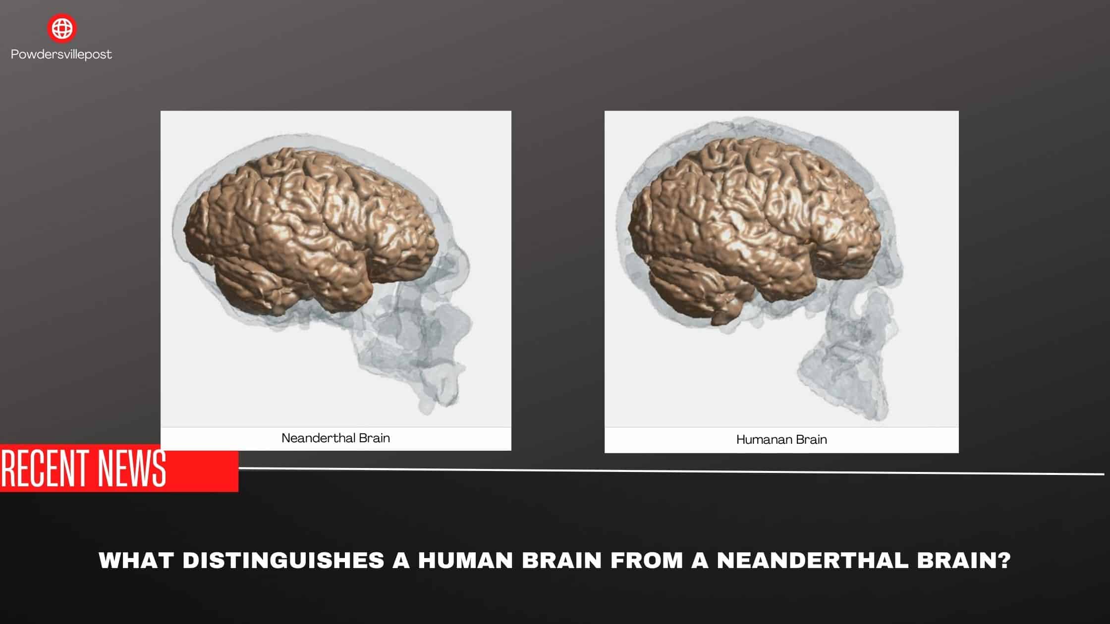 What Distinguishes A Human Brain From A Neanderthal Brain