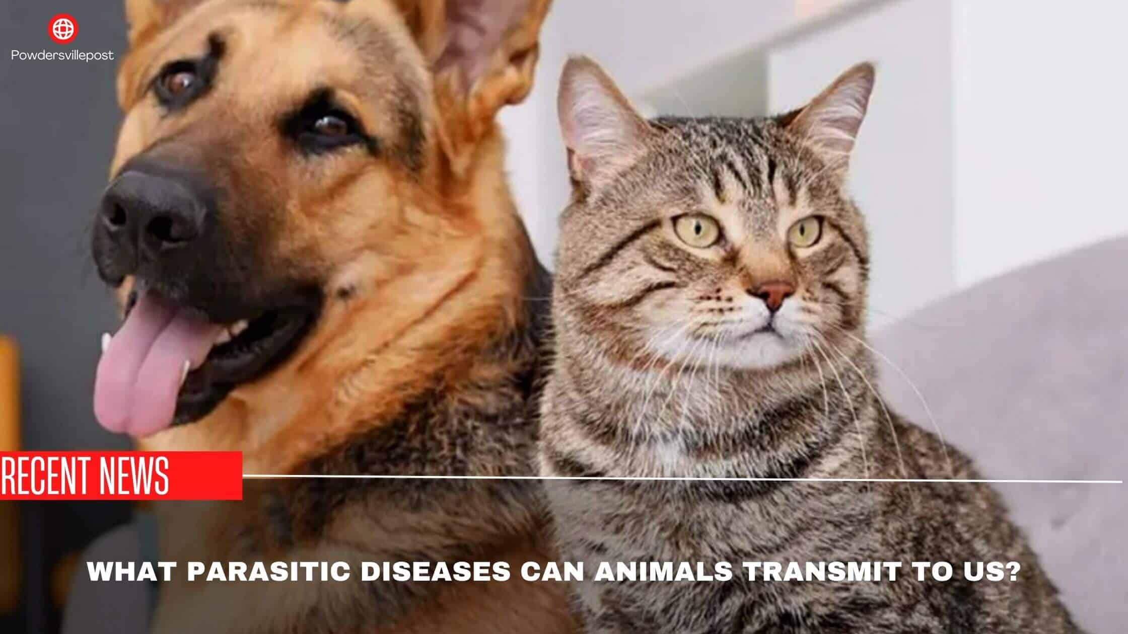 What Parasitic Diseases Can Animals Transmit To Us