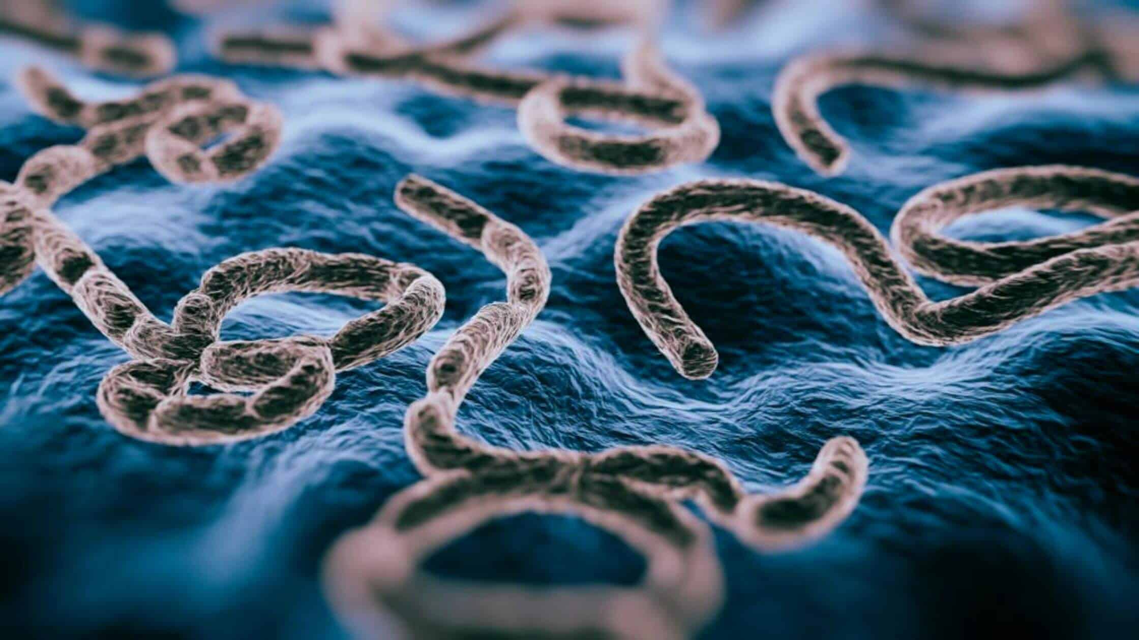 Scientists Warn About A New Monkey-Born Virus With Ebola-Like Symptoms Can Affect Humans