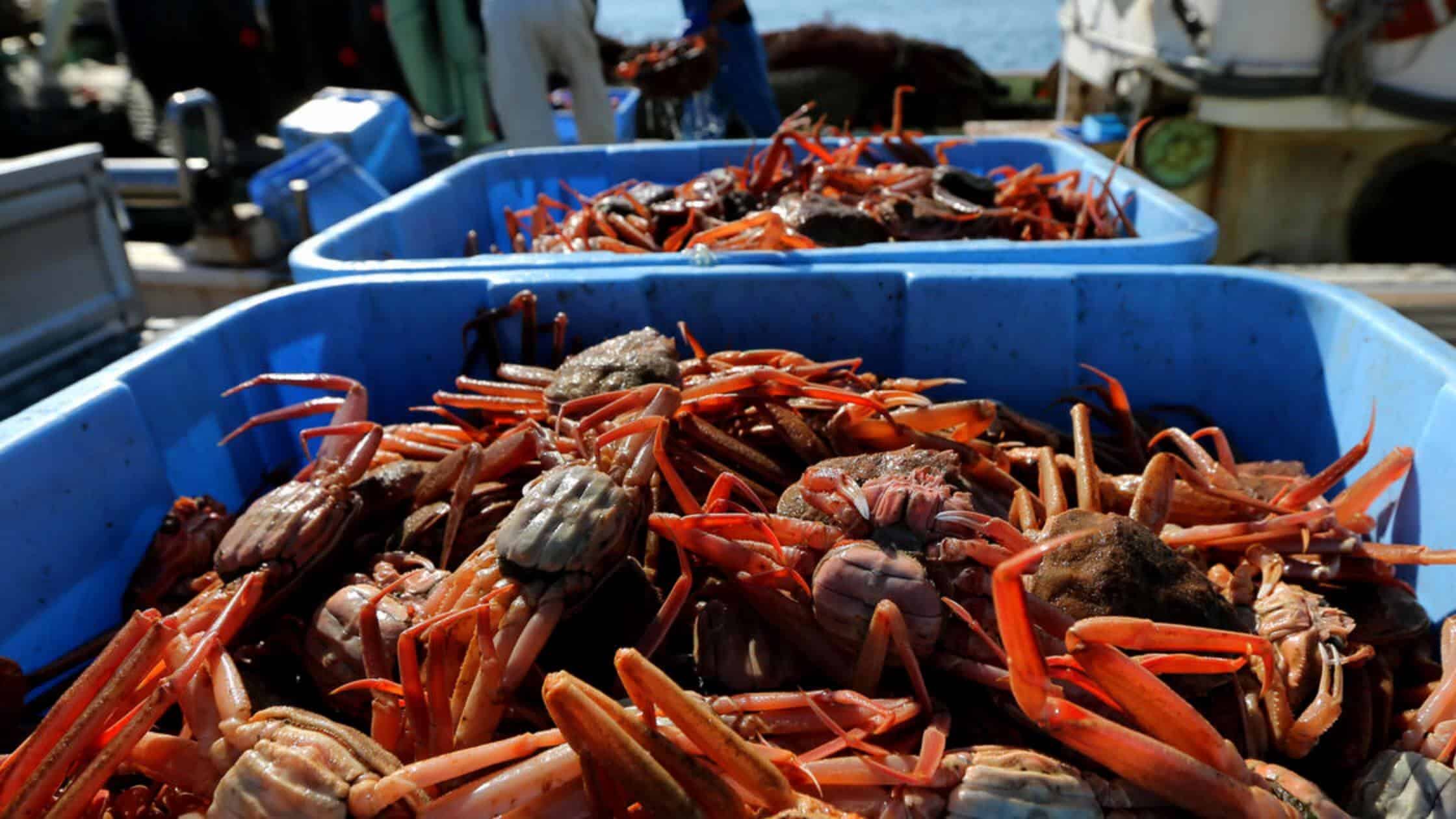 Billions Of Alaskan Snow Crabs Are Disappearing! What's Happening