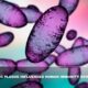 Bubonic Plague Influenced Human Immunity Evolution- Recent Study