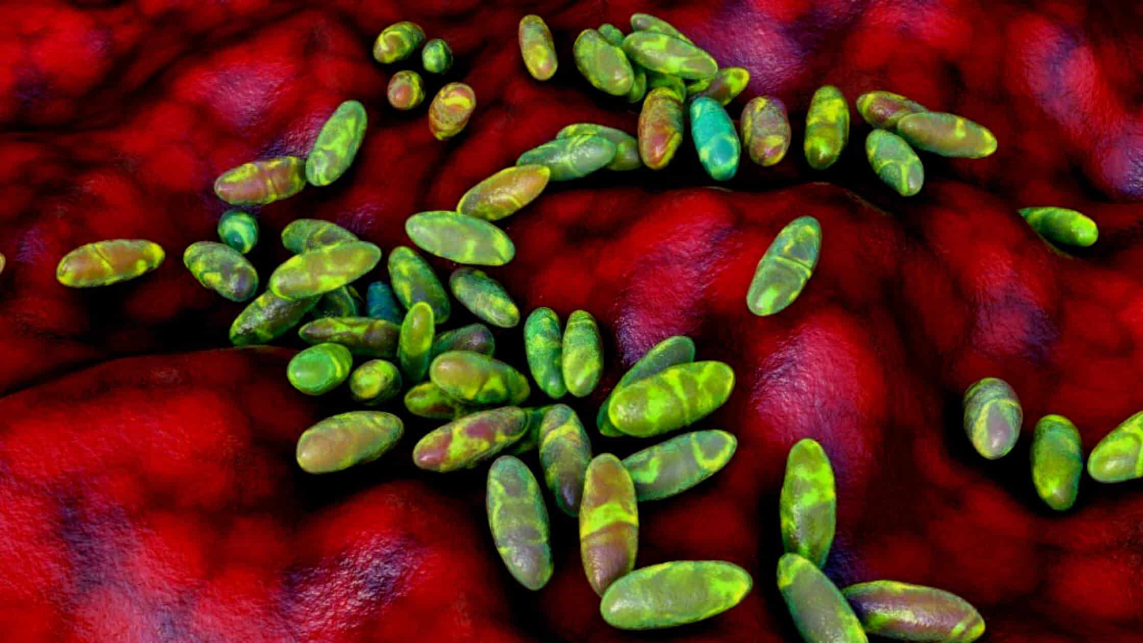 Bubonic Plague Influenced Human Immunity Evolution