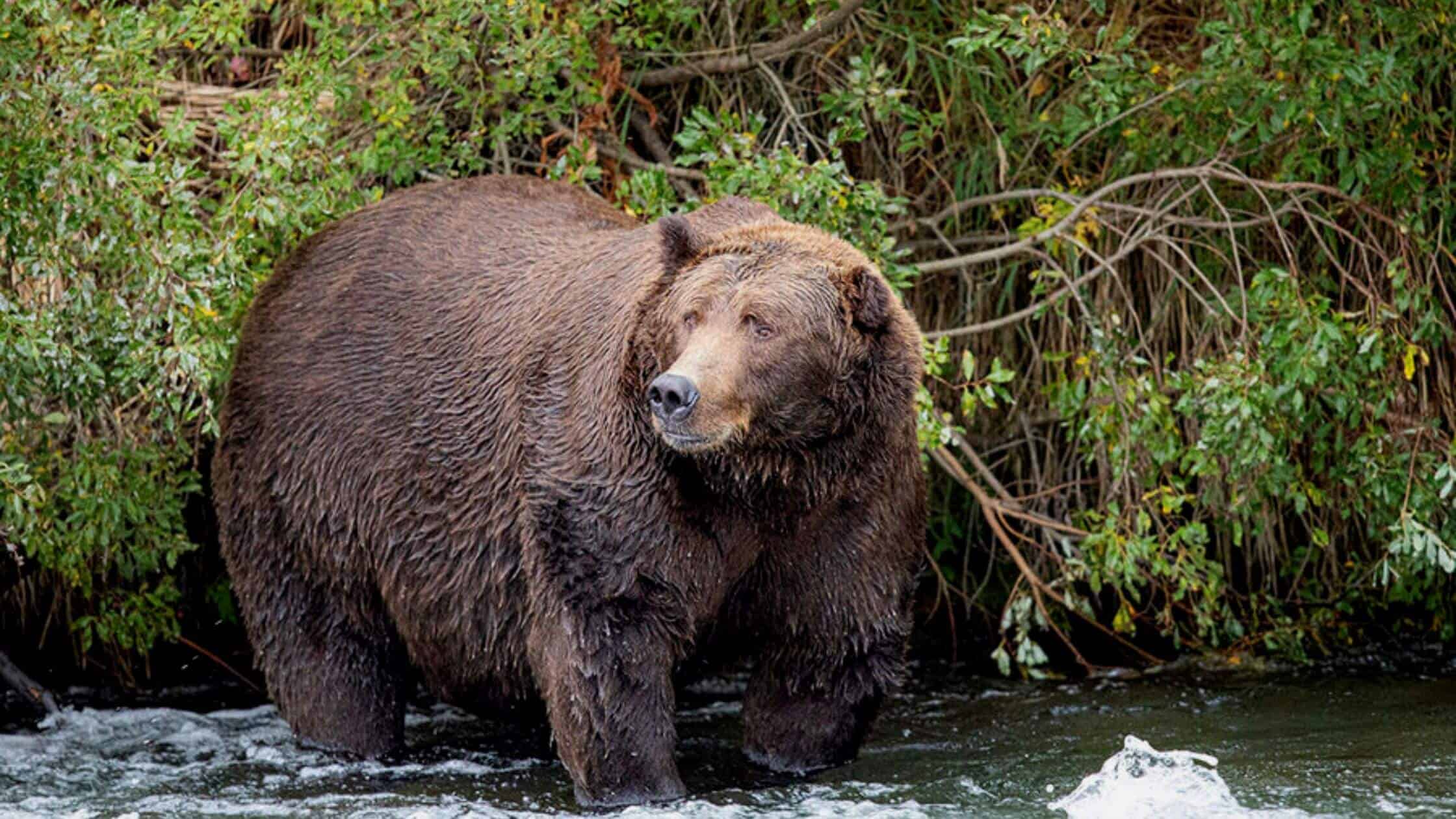 Fat Bear Week Is Here! Get Ready To Feast Your Eyes On Some Of The Cutest (And Fattest) Bears Around!