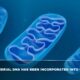 How Mitochondrial DNA Has Been Incorporated Into Our Genomes