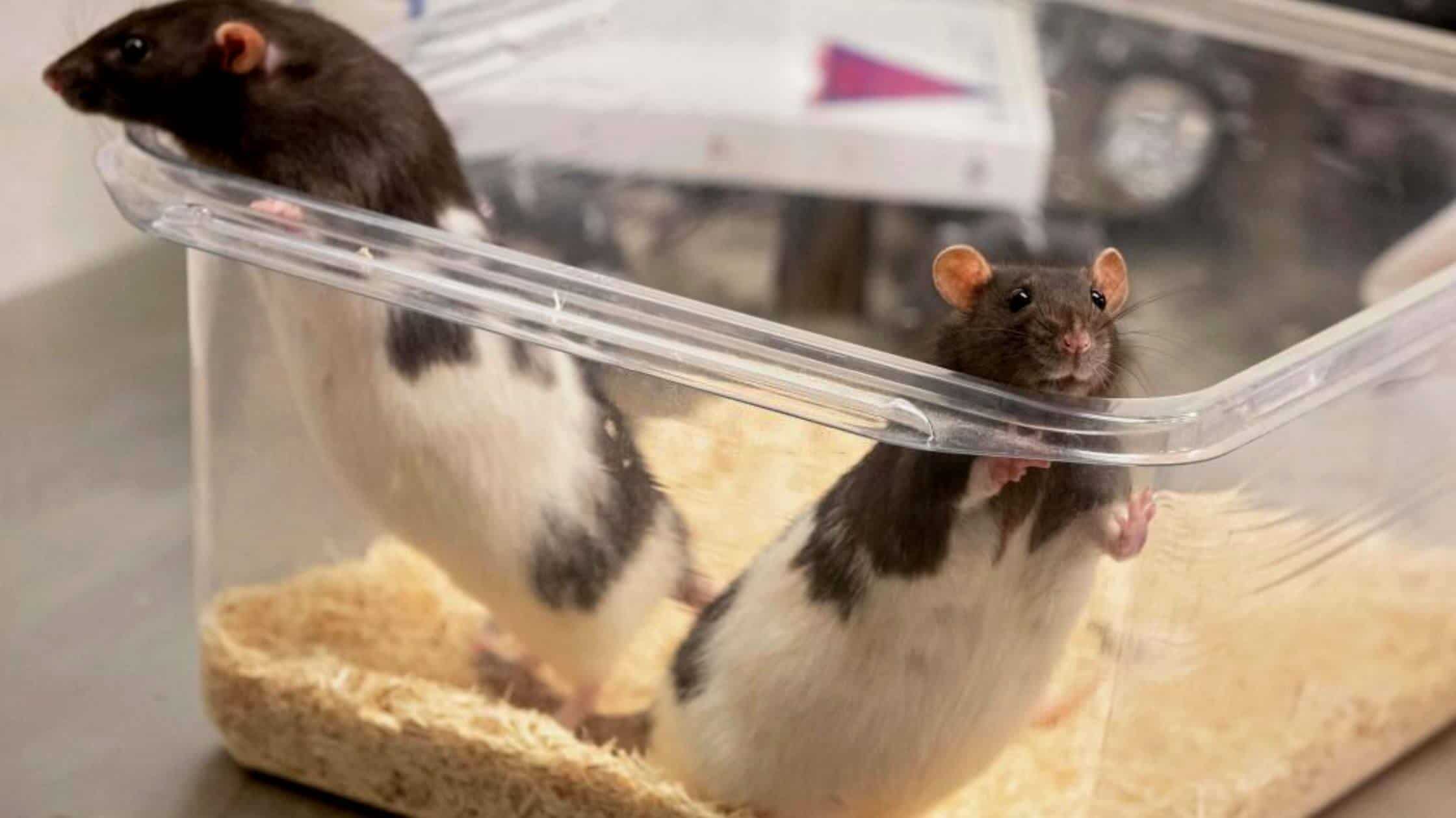 Human Brain Cells In A Rat's Brain May Provide Insight Into Autism And ADHD
