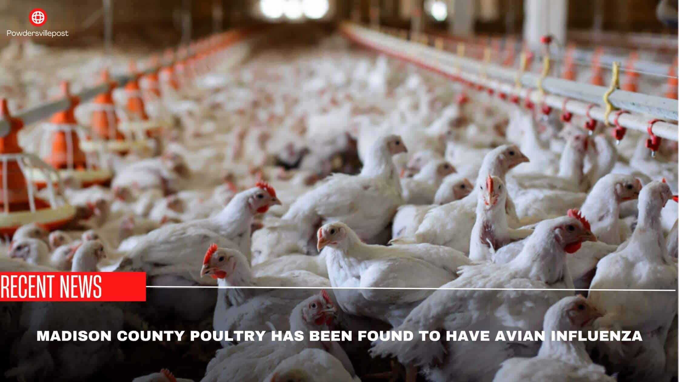 Madison County Poultry Has Been Found To Have Avian Influenza