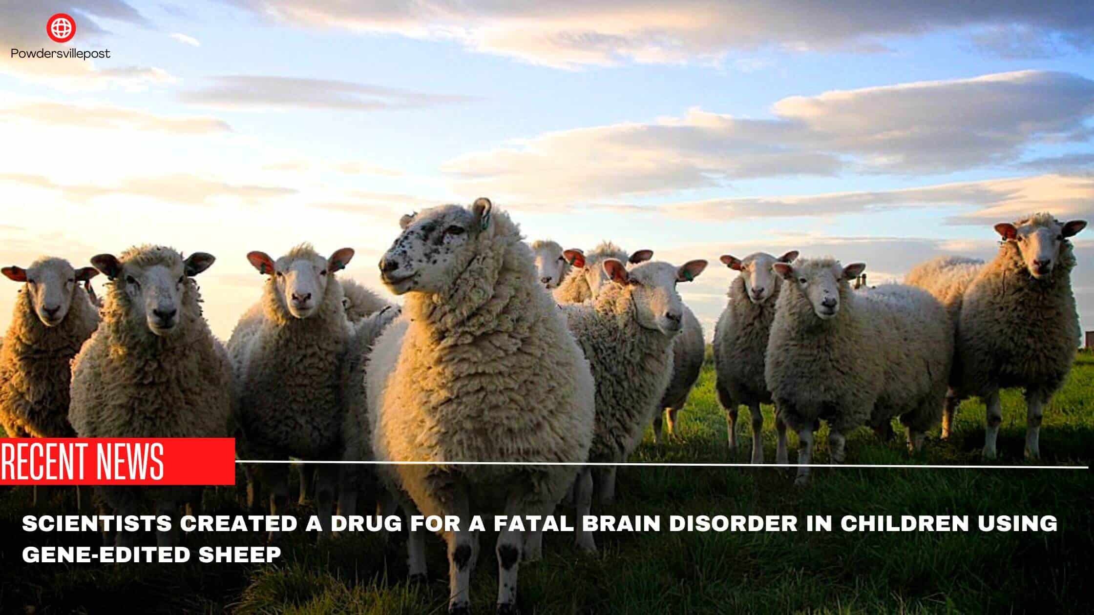 Scientists Created A Drug For A Fatal Brain Disorder In Children Using Gene-Edited Sheep
