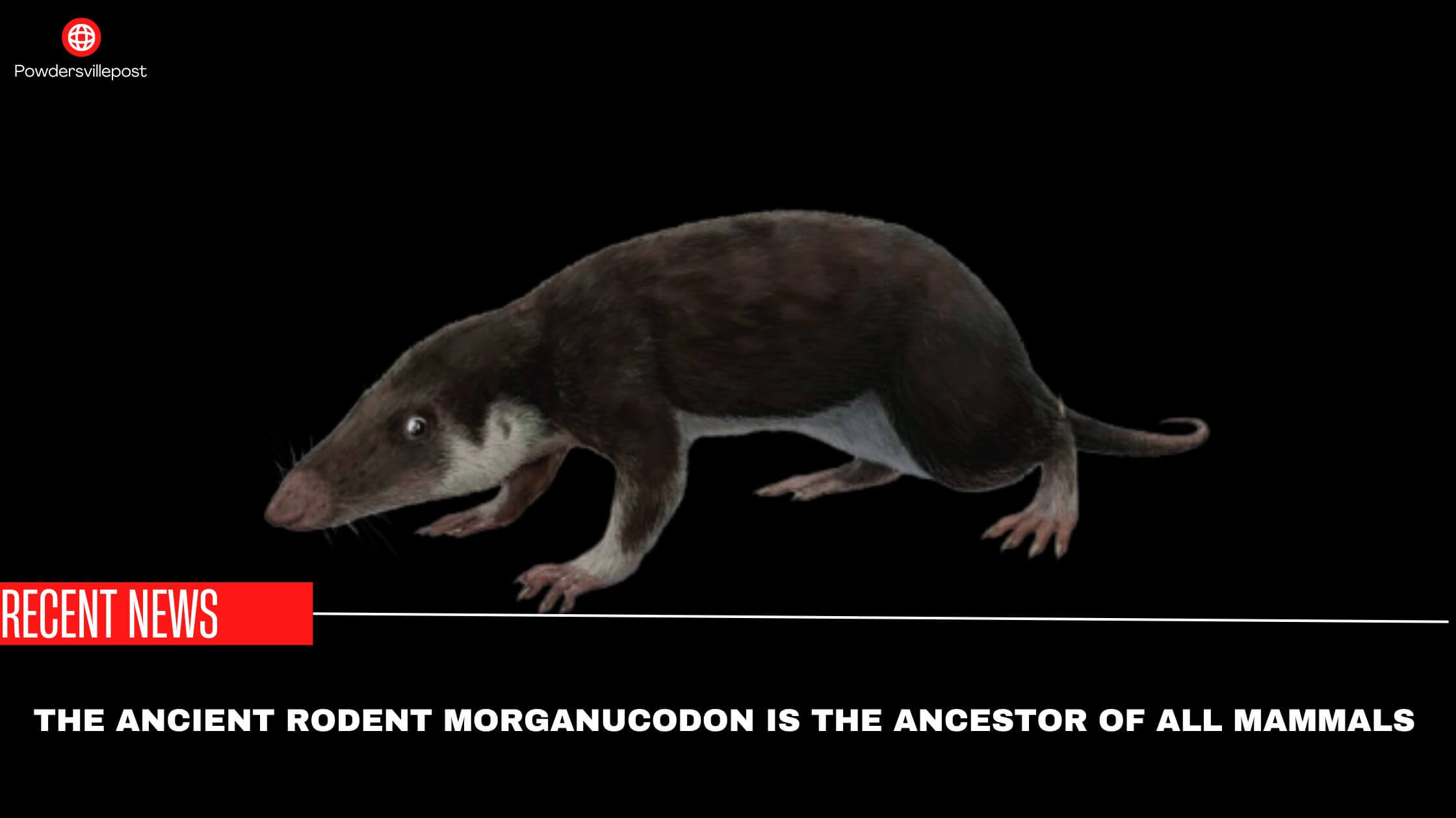 The Ancient Rodent Morganucodon Is The Ancestor Of All Mammals- Study