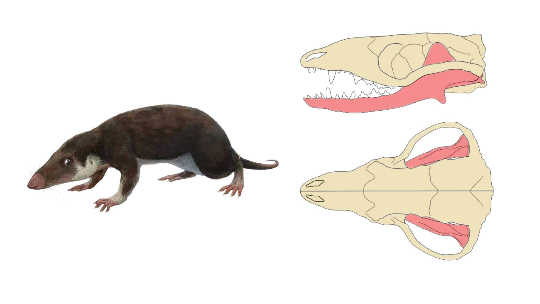 The Ancient Rodent Morganucodon Is The Ancestor Of All Mammals