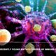 The Recently Found Method Speeds Up Immune Cells- Study