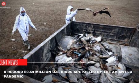 A Record 50.54 Million U.S. Birds Are Killed By The Avian Flu Pandemic