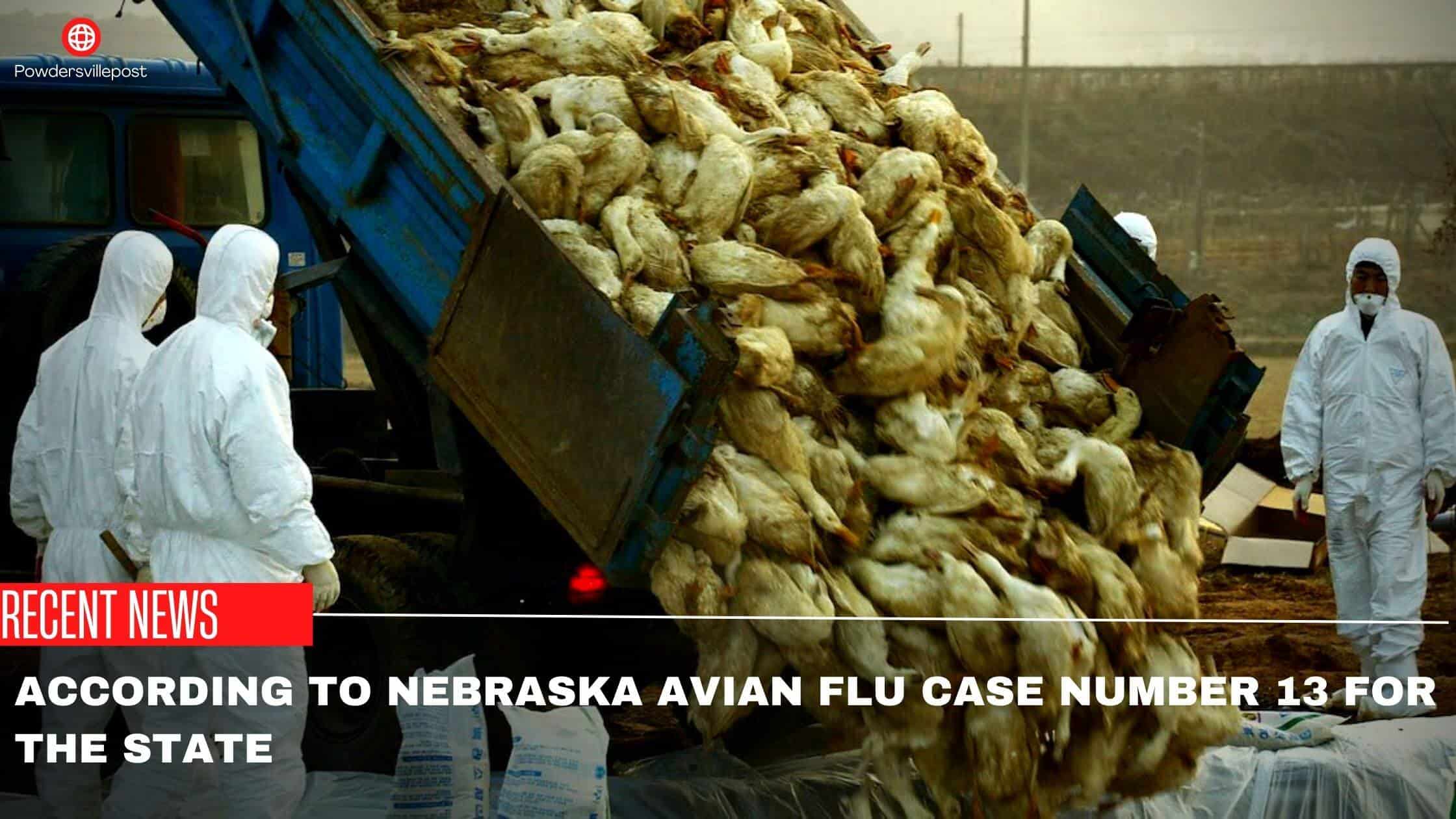 According To Nebraska Avian Flu Case Number 13 For The State