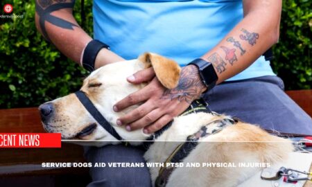 Service Dogs Aid Veterans With PTSD And Physical Injuries